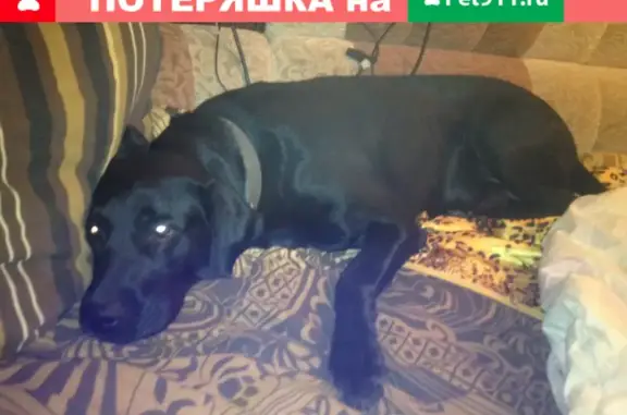 Пропала собака Рич в районе ул. Войкова