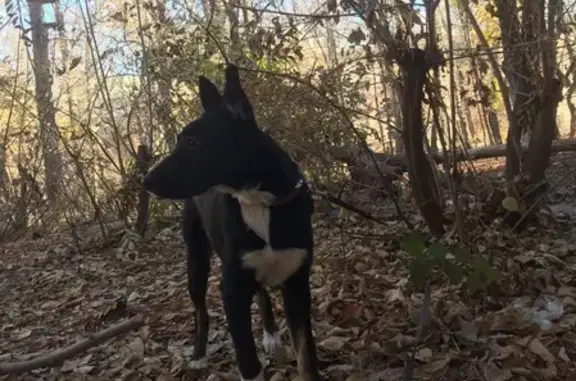Найден щенок в районе Лесной Республики, ищем хозяина