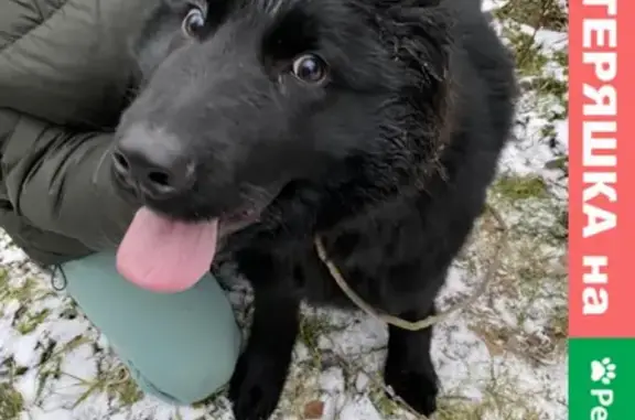 Найден щенок без адресника в Солнечногорском районе