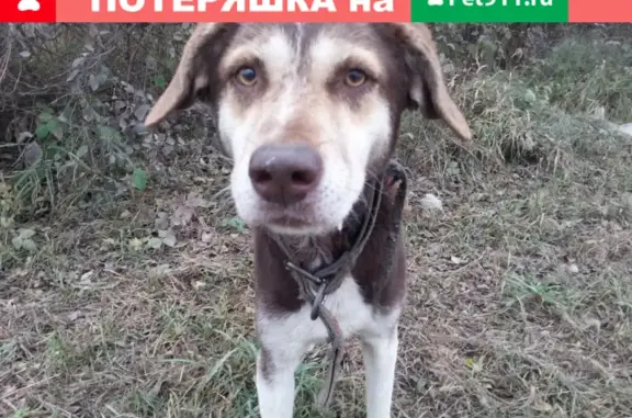 Отощавший пес найден за кирпичным поселком, Краснодар