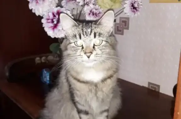 Кошки потеряшки, Казань, фото: Потеряшка кошка Мурка в поселке Юдино, Казань