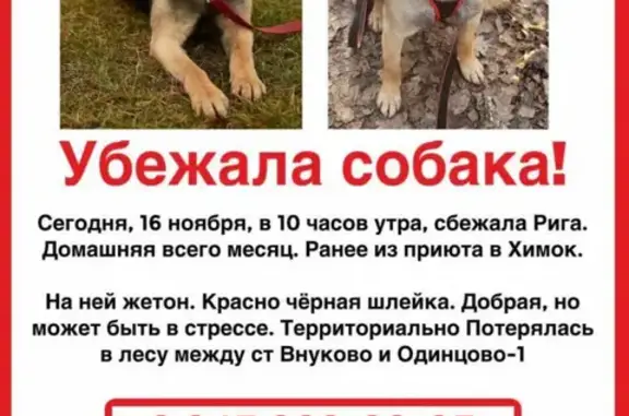 Пропала собака в Внуковском поселении 16 ноября