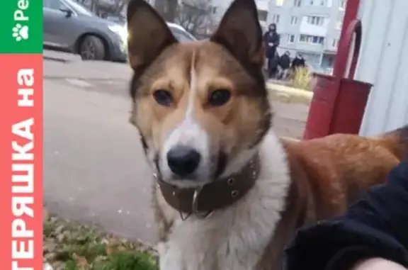 Найдена собака в Щербинке: улица Авиаторов, 14
