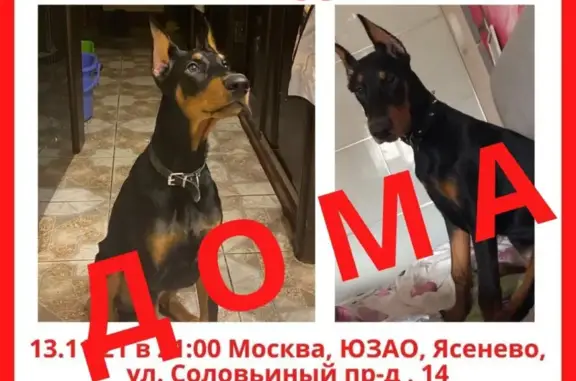 Пропала собака в Москве, юзао район, 5 месяцев, доберман.
