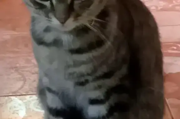 Пропала кошка с желтым ошейником в Краснодарском переулке, Симферополь