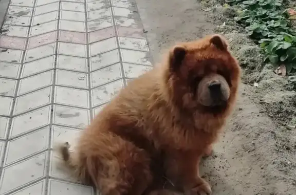 Пропала собака в Нагорном, Волгоградская область