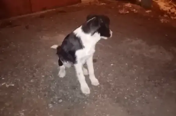 Собака прибилась к дому на ул. Бурмистрова, 7 (Пенза)