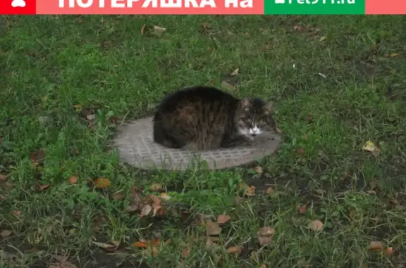 Кошка погибла у Авангардной д. З
