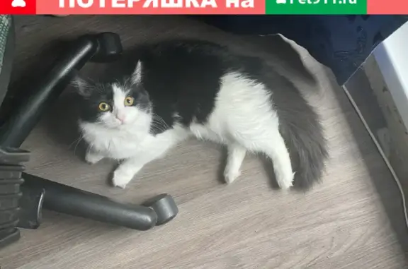Кошки потеряшки, Казань, фото: Потеряшка кошка Люси на Овражной улице, Казань.