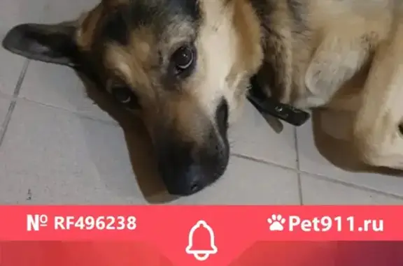 Найдена собака в Пушкино на ул. Крылова