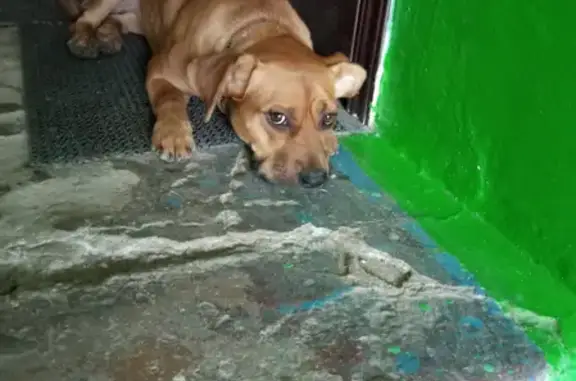 Найденные животные Липецк, фото: Найдена собака на улице Гагарина 69