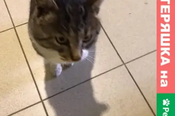 Найден кот в Щербинке