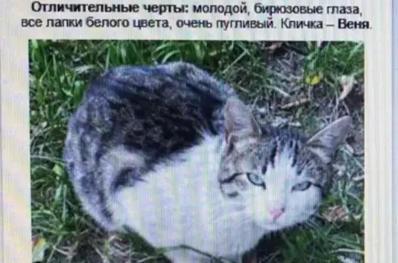 Пропал кот в Ивантеевке, нужна помощь!
