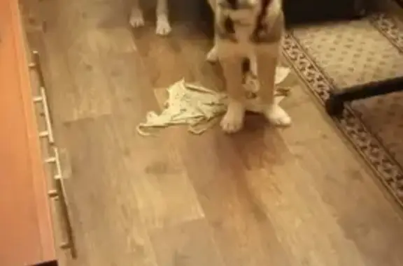 Собаки потеряшки, Липецк, фото: Потеряшка собака на ул. Баумана, д. 333, помогите найти!