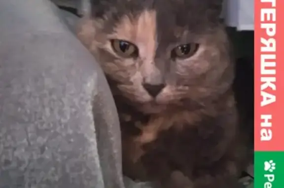 Кошки потеряшки, Санкт-Петербург, фото: Потеряшка кошка 