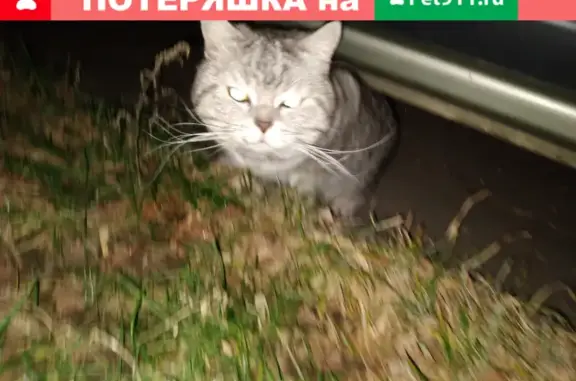 Найден кот на Донелайтиса, Москва