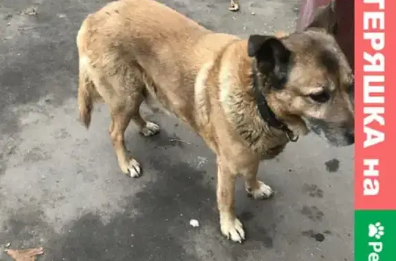 Найдена собака на Новопетровской, Москва