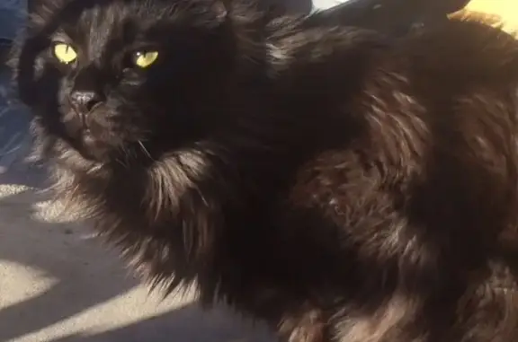 Кошки потеряшки, Санкт-Петербург, фото: Потеряшка мейн-кун кошка в Центральном районе СПб (адрес: 5-я Советская улица, 3/13)