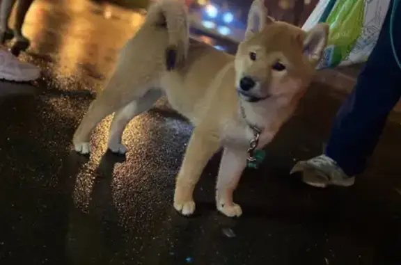 Пропала собака щенок на Инициативной, Москва