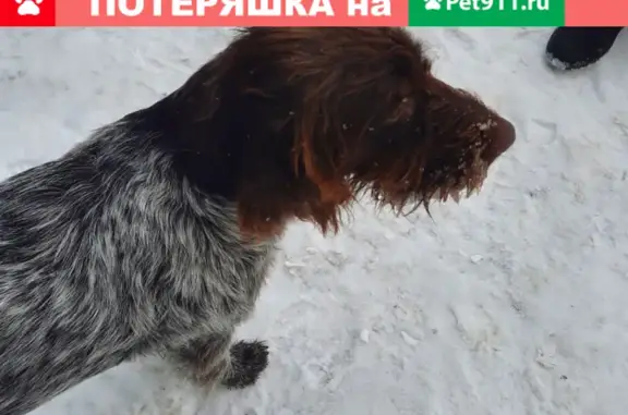 Найдена собака на ул. Коммунистической, Тюмень