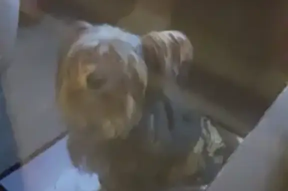 Собака найдена на Малой Никитской улице