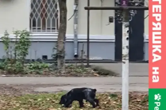 Найдена собака с ошейником на улице Курчатова, Краснодар