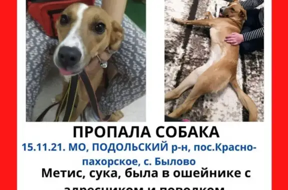 Пропала рыжая собака с адресником в Троицке