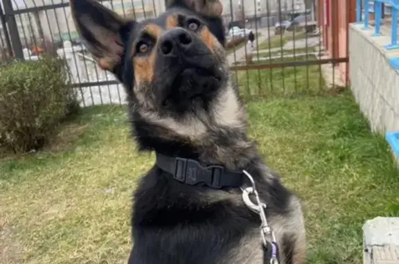 Найдена собака Метис немецкой овчарки на ул. Соколово-Мещерская, Москва