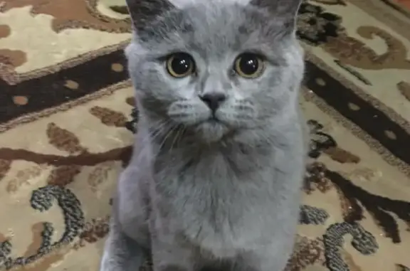 Кошки потеряшки, Ульяновск, фото: Потеряшка кошка Соня на ул. Варейкиса, 1 в Ульяновске