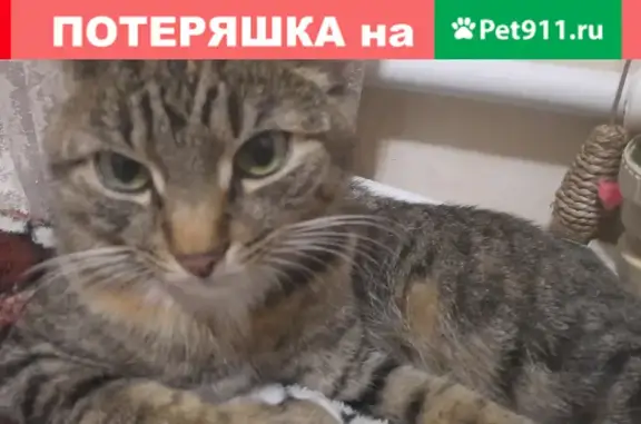 Пропала кошка на улице Правды, 40, Подольск
