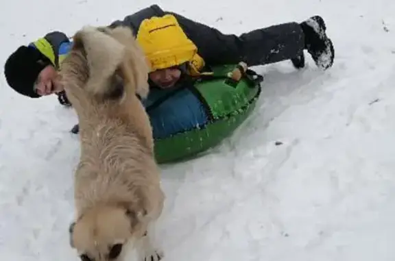 Собаки потеряшки, Томск, фото: Потеряшка собака Дружок на Иркутском тракте, Томск