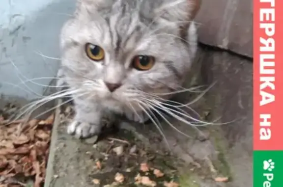 Найдена кошка на Донелайтиса, 15 в Москве