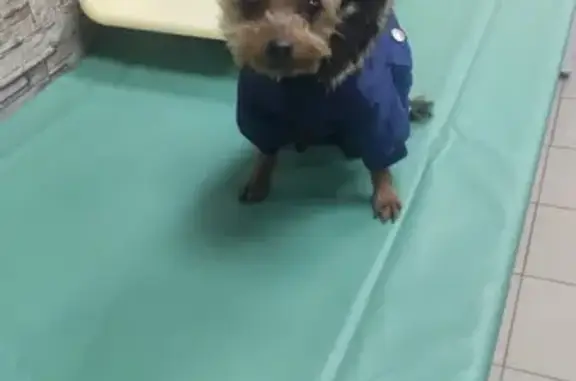 Найдена собака, Москва, фото: Найдена собака на Новокосинской 14А, ищем хозяина