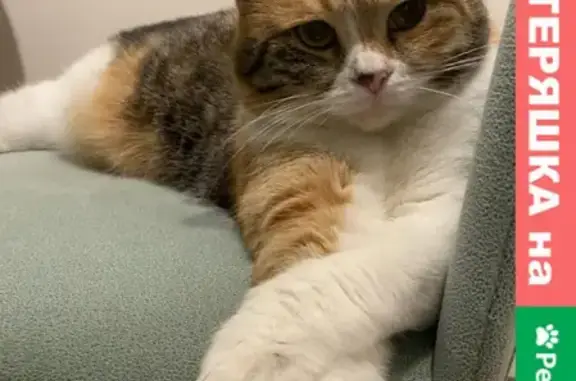 Кошки потеряшки, Казань, фото: Потеряшка кошка Карамелька, ул. Космонавтов 53, Казань