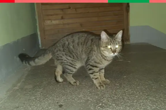 Найдена кошка на ул. Черепанова, 12 в Екатеринбурге