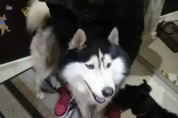 Найдена собака, Ростов-на-Дону, фото: Найден Хаски в Ростове на 39-й линии