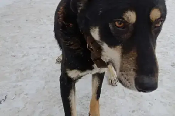 Найдена ласковая собака с адресом в Ясной Поляне