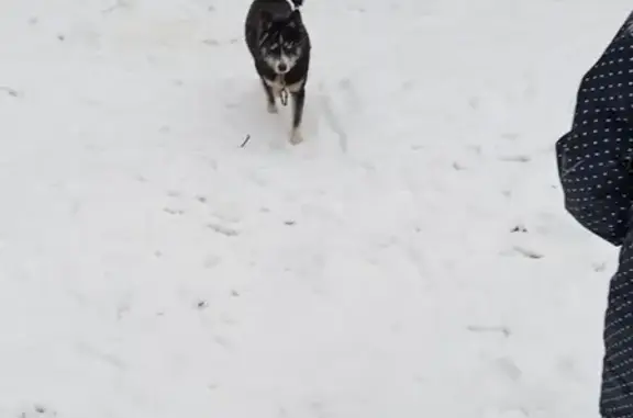 Найден пёс с голубыми глазами в районе НИИИС, Приокский район