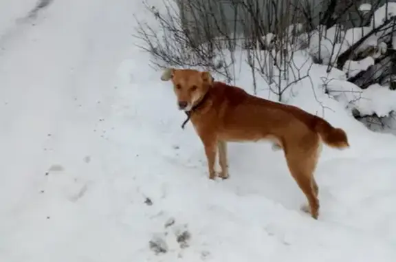 Пропала собака в районе Твардовского, Новосибирск