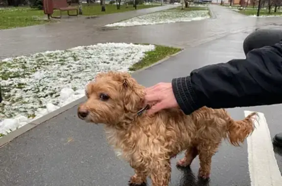 Найдена собака на улице Коштоянца, 6 к1, Москва