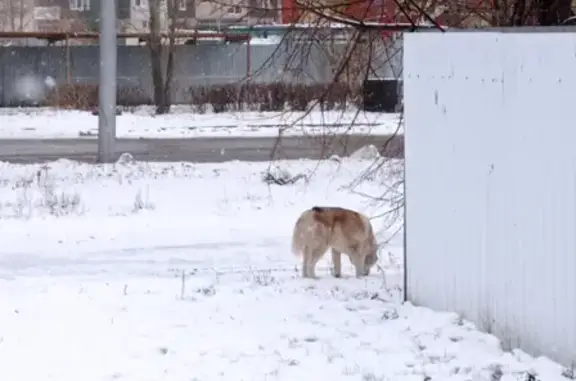 Собака Хаски найдена на проспекте Филатова, 19 в Ульяновске