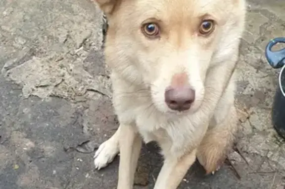 Собака найдена в Лемешово, ищем хозяев.