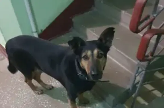 Собака найдена: ул. Голубинская, 19, Москва