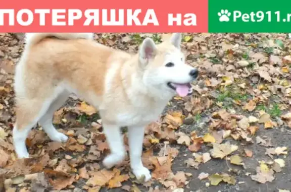Пропала собака в Пушкино, Московская область