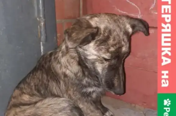 Найден щенок на улице Новосёлов, Тула