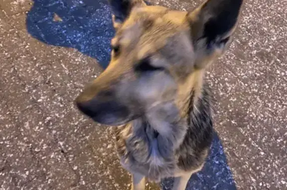 Потеряшка-собака на остановке Соминка в Твери