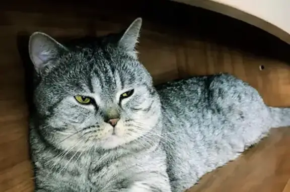 Кошки потеряшки, Ярославль, фото: Потеряшкаи коты на ул. 8 Марта, 10 в Ярославле!