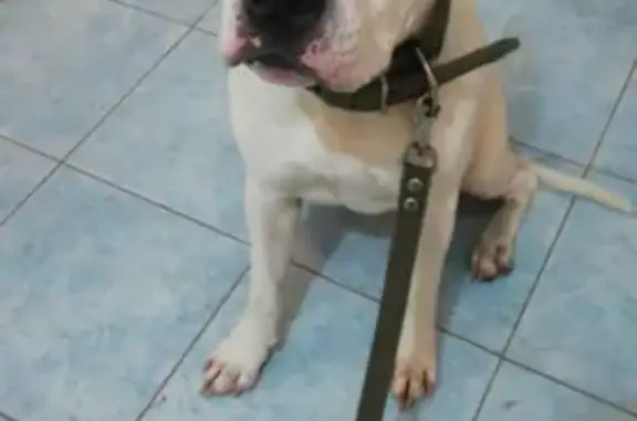 Собака амстафф с порезанной лапой на 40 лет Победы, Балашиха
