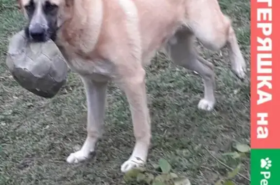 Пропала собака в Пушкино, Ярославское шоссе 34