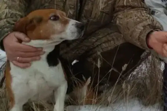 Пропала охотничья собака в Кочетновском сельском поселении